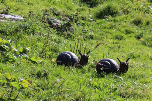 schweizermeisterschaft_faas_2013_20131024_2065176748